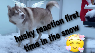husky reaction first time in the snow