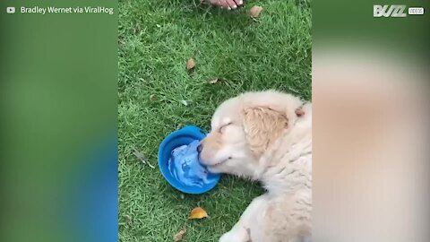 Ce chiot boit et dort en même temps