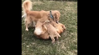 Overly excited Golden Retriever nearly rolls over one of her pups
