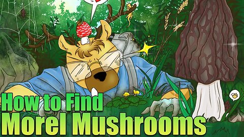 Tips for Finding Morel Mushrooms