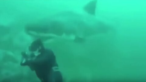 This Diver Swam HEAD FIRST Into The Jaws of A Great White