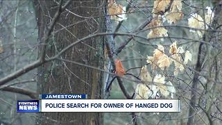 Hanged dog investigation