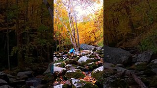 Great Smoky Mountains Fall Foliage Hike #shorts