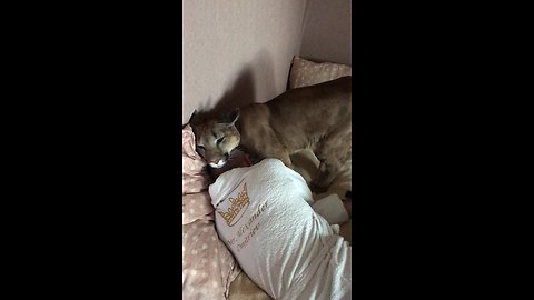 Domesticated Cougar Gently Tries To Wake Up Owner