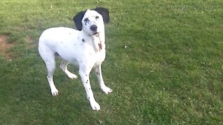 Funny English Pointer Dogs Fooling Around