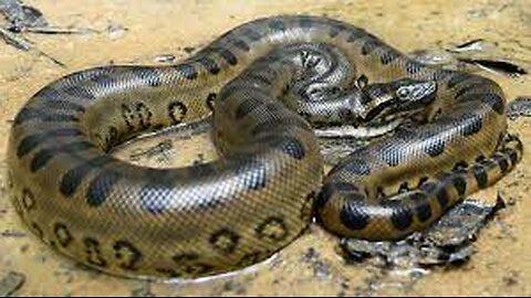 Massive Serpent: Unbelievable Footage!" Does they exist!!!