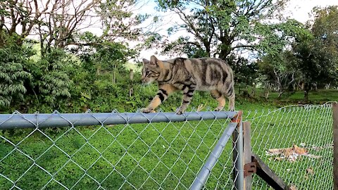 Fat cat on Thin fence
