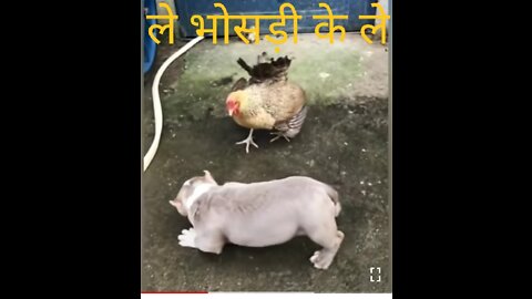 Chicken VS Dog Fight - Funny Dog Fight Videos 2022 new animal comedy