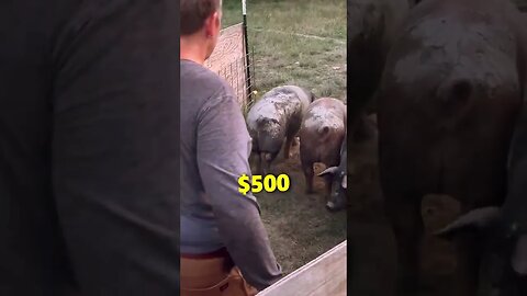 How Much Money Can You Make Raising Pigs?