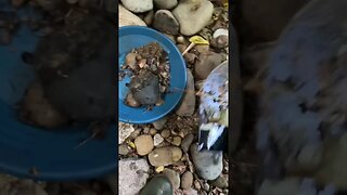 Gold panning in an abandoned gully!