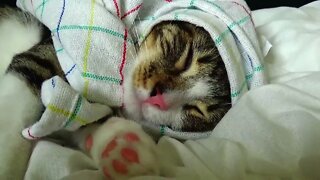 Adorable Dreaming Kitten Twitches in His Sleep
