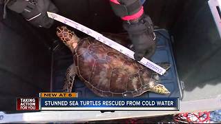 More than 100 cold-stunned sea turtles rescued by FWC as cold temps invade Florida