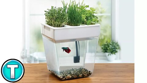 The Aquaponics Fish Tank