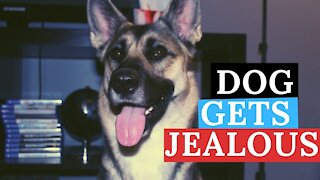 Vocal Dog Demands Attention /Gets Jealous