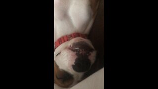 Boxer snoring