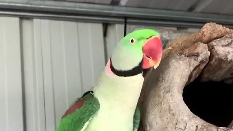 Parrot thande Pani se nahraha hai😂🙂