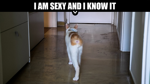 Cat Is Sexy And He Knows It