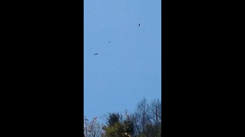 Crows attack hawk in their airspace