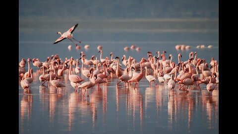 Discover the Majestic Beauty of Flamingos in the Wild