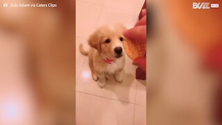 Ce petit chien est hypnotisé par un biscuit