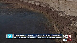 People swimming at Sanibel beaches despite red drift algae