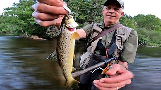 Brown Trout in the Manistee