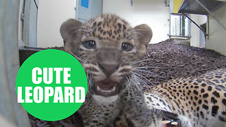 Two Sri Lankan leopard cubs and their mum playing