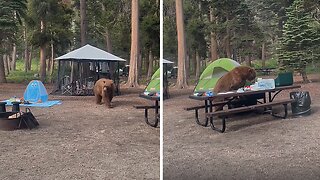 Campers Have Extremely Close Encounter With Bear Who Ate Their Food