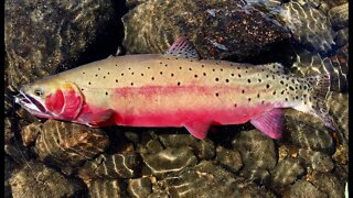 4x4 #VanLife in a Truck: Minimalist Fly Fishing Style, MAXIMUM Results! Why I Fly Fish Using Tenkara