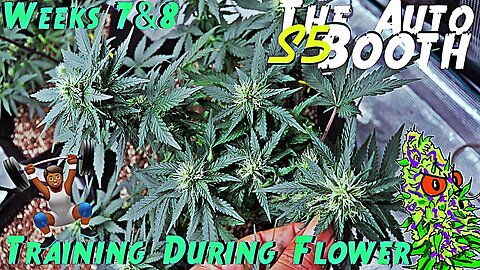 The Auto Booth S5 Ep. 5 | Weeks 7 & 8 | Training During Flower