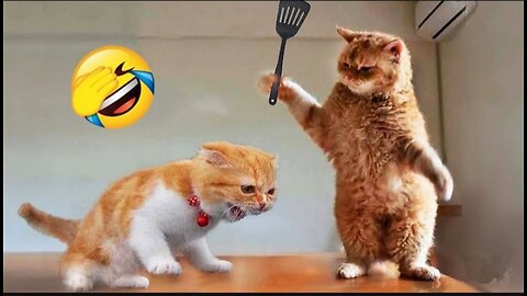 Funniest Animals 2023 Cats and Dogs Videos New Funny Part 1