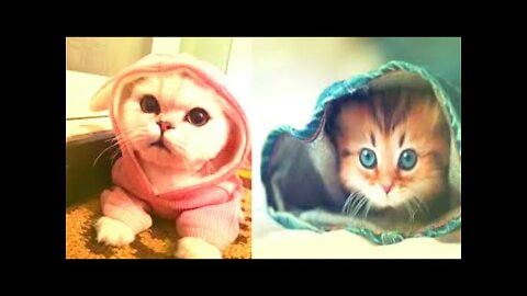Funny Cats videos #shorts #catcute #catvideos #trending