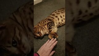 Bedford is the sweetest cat #bengalcat #bellyrubs