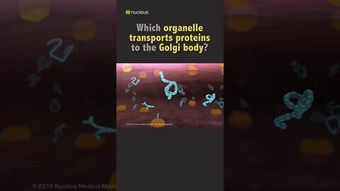 Biology Quiz: Which organelle transports proteins to the Golgi body?