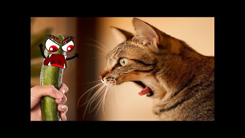 Very Funny Pranking Your Cat Video - New Funny Video!