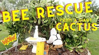 Dramatic Bee Rescue from a GIANT Cactus | Feral Bee Recovery