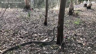 Pitone sale su un albero in modo impressionante