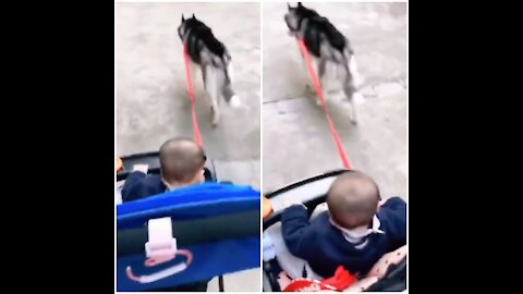 Smart husky knows how to be a nanny