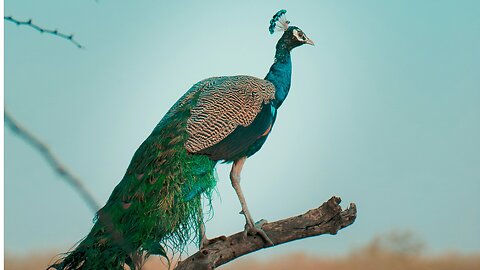 A beautiful peacock's dance