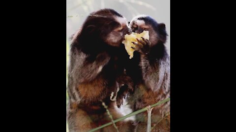 as nature is beautiful, the little monkeys making their snack