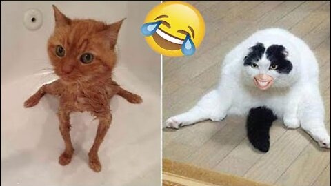 Funny Cat Videos😂