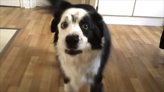 Dog On Diet Throws Epic Temper Tantrum When Denied Cookies