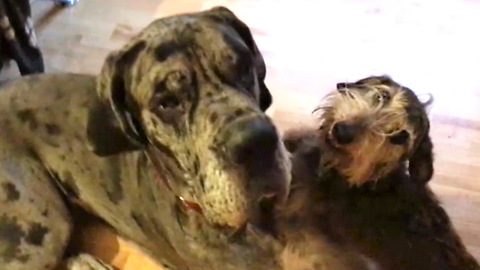 Horny Mini Doxie is Full of Love for Great Dane