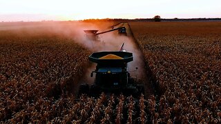 Beautiful Day To Harvest Corn! #13