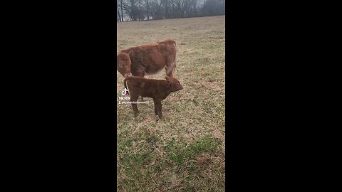 Baby bull calf with big sister Swiss.