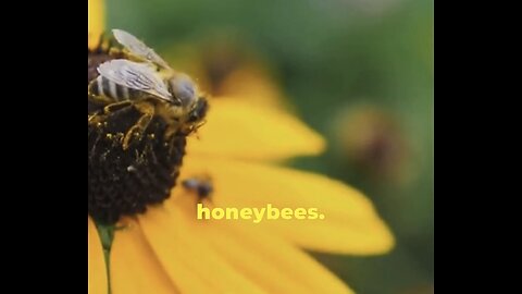 Buzzworthy Bees: Facts about honeybees 🐝 #facts, #honeybees, #fun facts ,#honey
