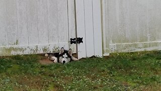 Husky Crawls Under Fence