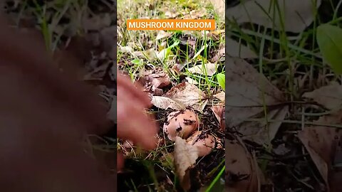 Mushroom Kingdom Alaska #mushrooms #mushroomhunting