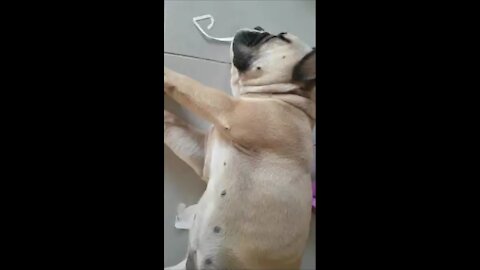 Bull dog making noise during sleeping!funny