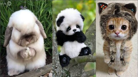 Cutest Animals on Earth!!